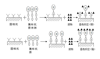 競爭法測抗原示意圖