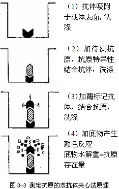 ELISA(雙抗體夾心法)檢測HBsAg