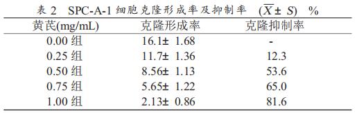不同濃度的黃芪對 SPC-A-1 細胞軟瓊脂克隆形成能力的影響